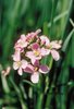 Wiesen-Schaumkraut - Cardamine pratensis | © Agroscope