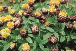 Trèfle brun - Trifolium badium | © Agroscope