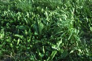 Prairie à ray-grass d‘Italie, dès la deuxième pousse, fauchée très fréquemment, présence de plantes “bouche-trous” | © W.Dietl