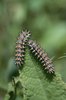 Wiesen-Salbei - Salvia pratensis. Mit Raupen Edelfalter - Melitaea didyma | © e-pics A.Krebs