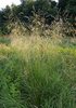 Migliarino maggiore - Deschampsia cespitosa | © Wikipedia