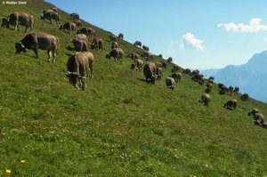 Milchkraut-Weide, typische Ausbildung | © W.Dietl