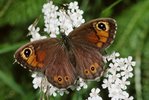 Schafgarbe - Achillea millefolium. Mit Braunauge - Lasiommata maera , Bleniotal TI | © e-pics A.Krebs