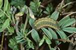 Hufeisenklee - Hippocrepis comosa. Raupe des Silbergrünen Bläulings -  Lysandra coridon | © e-pics A.Krebs