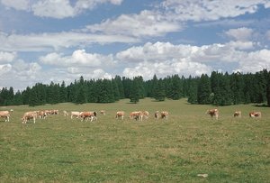Prairie de pâture à crételle, pâture typique du Jura | © Agroscope