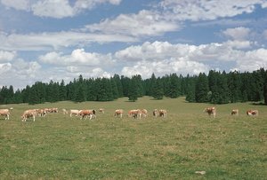 Kammgras-Weide, Wytweide im Jura | © Agroscope