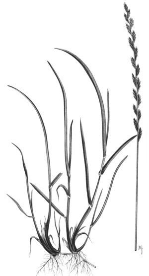 Ray-grass anglais - Lolium perenne | © ADCF