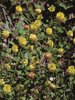 Trèfle doré - Trifolium aureum. Inflorescence brun clair après la floraison | © Agroscope