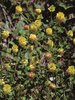 Gold-Klee - Trifolium aureum. Blütenkopf nach dem Verblühen hellbraun | © Agroscope