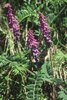 Vogelwicke - Vicia cracca | © Agroscope