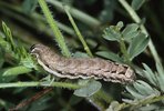 Esparsette - Onobrychis viciifolia. Raupe des Eulenfalters - Noctua spp. | © e-pics A.Krebs