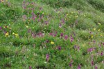 Sainfoin des Alpes - Hedysarum hedysaroides | © e-pics A.Krebs
