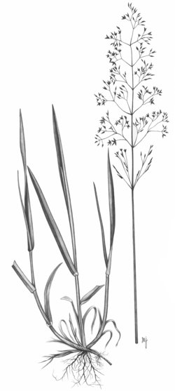 Agrostide rossa - Agrostis capillaris | © APF