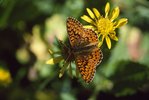 Boloria aquilonaris (farfalla rarissima, tipica delle torbiere) su infiorescenza di senecione alpino - Senecio alpinus | © e-pics A. Krebs