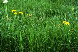 Prairie de fauche-pâture à ray-grass anglais et à pâturin des prés, très riche en ray-grass anglais | © W.Dietl