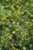 Trèfle douteux - Trifolium dubium. Inflorescences lâches | © e-pics A.Krebs