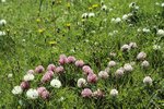 Trèfle des neiges - Trifolium pratense ssp. nivale | © e-pics A.Krebs