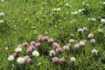 Schnee-Klee - Trifolium pratense ssp. nivale | © e-pics A.Krebs