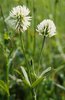 Bergklee - Trifolium montanum | © e-pics A.Krebs