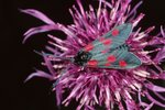 Skabiosen-Flockenblume - Centaurea scabiosa. Mit Widderchen - Zygaena sp. | © e-pics A.Krebs