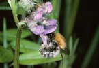 Zaunwicke - Vicia sepium. Ackerhummel - Bombus pascuorum | © e-pics A.Krebs