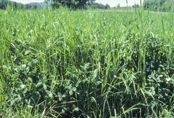 Mélange à base de ray-grass d’Italie et de trèfle violet, Mst 240 | © Agroscope