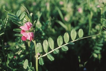 Vesce cultivée / Poisette - Vicia sativa | © AgroscopeVesce commune - Vicia sativa | © Agroscope