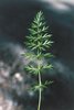 Cumin des prés - Carum carvi. Croix typique à la base de la feuille de cumin | © Agroscope