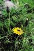 Rauer Löwenzahn - Leontodon hispidus. Pappus bräunlich | © Agroscope