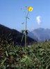 Scharfer Hahnenfuss - Ranunculus acris | © Agroscope