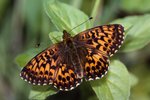 Raupen des Natternwurz-Perlmutterfalters - Clossiana titania leben auf Wiesen-Knöterich - Polygonum bistorta | © e-pics A.Krebs