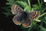 Raupen des Feuerflaters - Lycaena helle leben auf Wiesen-Knöterich - Polygonum bistorta | © e-pics A.Krebs