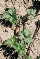 Ranuncolo strisciante - Ranunculus repens. Stoloni epigei | © Agroscope