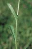 Marguerite - Leucanthemum vulgare. Feuilles de la tige | © Agroscope