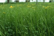 Prairie de fauche-pâture à ray-grass anglais et à pâturin des prés | © W.Dietl
