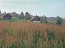 Wiesen-Sauerampfer - Rumex acetosa. Bestandesbildend | © Agroscope