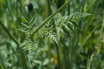 Wiesen-Kerbel - Anthriscus sylvestris | © e-pics A.Krebs