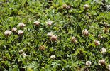 Trifoglio di Thal - Trifolium thalii | © e-pics A. Krebs