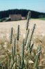 Timothe - Phleum pratense | © e-pics A.Krebs