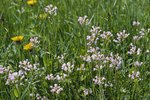 Wiesen-Schaumkraut - Cardamine pratensis | © e-pics A.Krebs