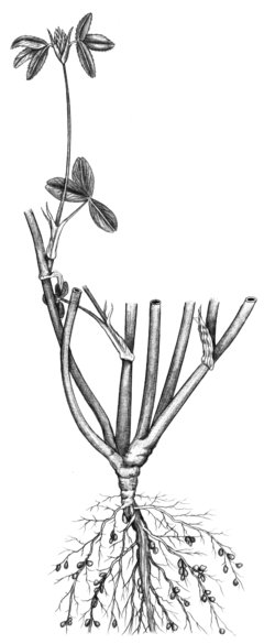 Trèfle d’Alexandrie - Trifolium alexandrinum | © ADCF