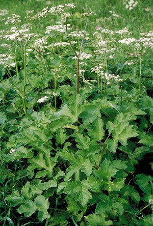 Wiesen-Bärenklau - Heracleum sphondylium | © Agroscope