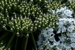 Panace di Mantegazza - Heracleum mantegazzianum, dettaglio di ombrella in fioritura | © info flora, F. Alsaker