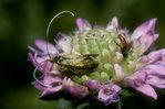 Knautie de champs - Knautia arvensis. Avec une adèle métallique - Nemophora metallica, et un ichneu-mon | © e-pics A.Krebs