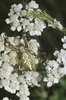 Achillée millefeuille - Achillea millefolium. Avec une épeire des bois - Aculepeira ceropegia, Bleniotal TI | © e-pics A.Krebs