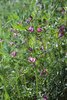 Vesce cultivée / Poisette - Vicia sativa | © e-pics A.Krebs