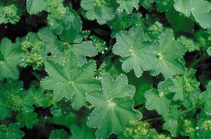 Gemeiner Frauenmantel - Alchemilla vulgaris | © Agroscope