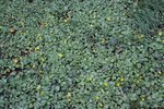 Ranuncolo favagello - Ranunculus ficaria | © e-pics M. Baltisberger