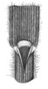 Bromo peloso - Bromus hordeaceus | © APF