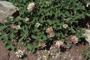 Trifoglio di Thal - Trifolium thalii | © Agroscope